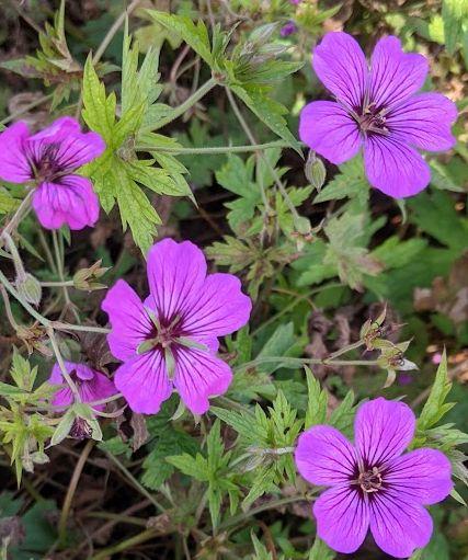 Geranium 'Patricia'
