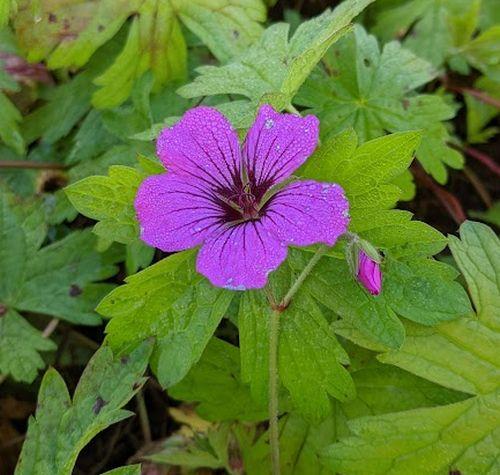 Geranium 'Patricia'