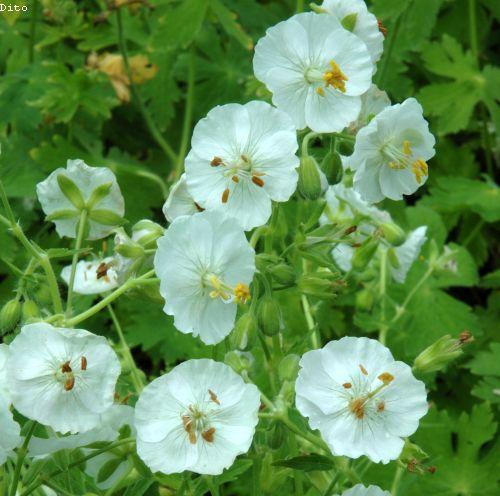 Geranium phaeum 'Album'