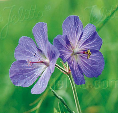 Geranium pratense