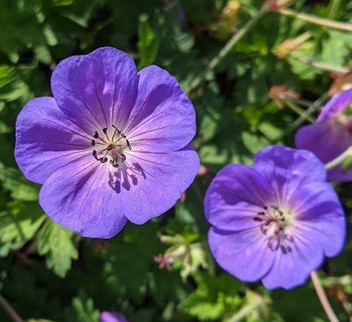Geranium ROZANNE ® (='Gerwat'  PBR)