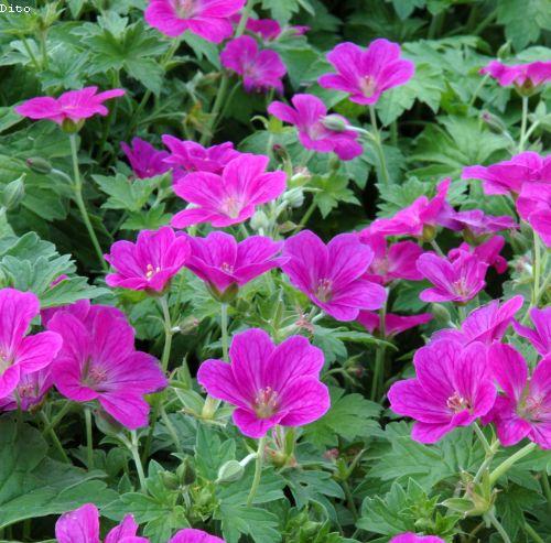 Geranium riv. 'Russel Prichard'