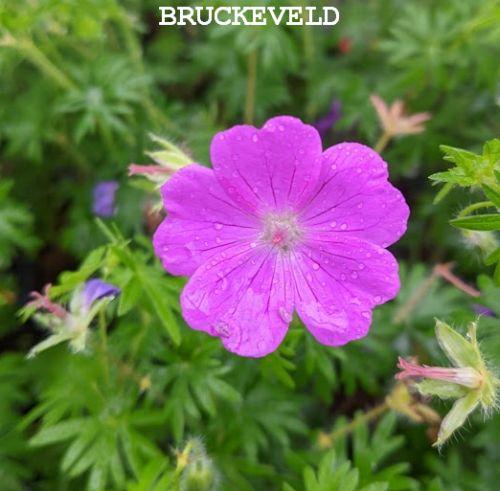 Geranium sanguineum
