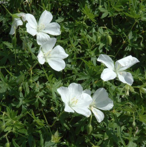 Geranium sanguineum 'Album'