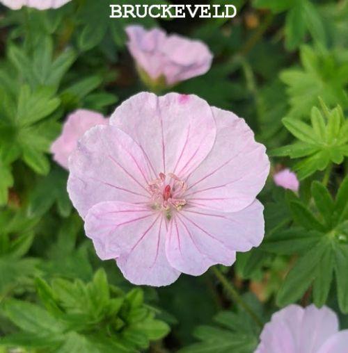 Geranium sanguineum 'Apfelblüte'
