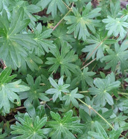 Geranium sanguineum 'New Hampshire Purple'