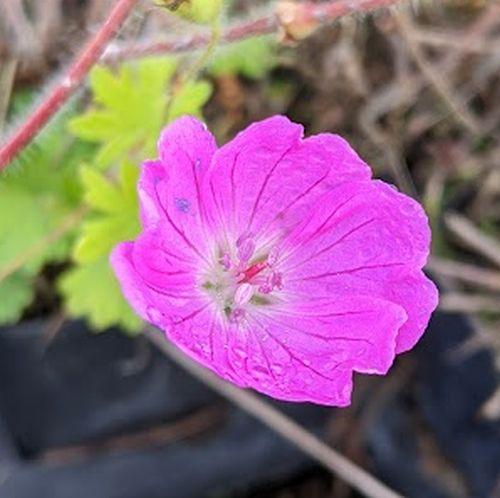 Geranium sanguineum 'New Hampshire Purple'