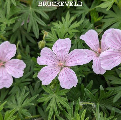 Geranium sanguineum 'Pink Pouffe'®