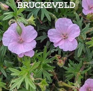 Geranium sanguineum var. striatum