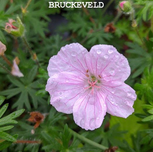 Geranium sanguineum var. striatum