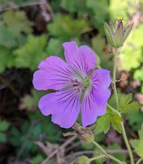 Geranium 'Sirak'