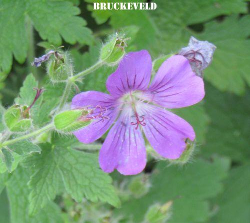 Geranium 'Sirak'