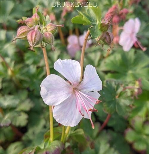 Geranium cantabrigiense 'St Ola'