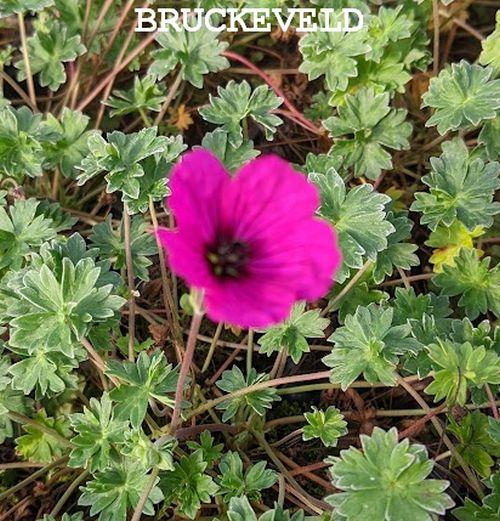 Geranium cinereum var. subcaulescens