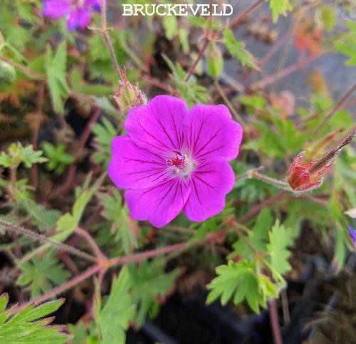 Geranium sanguineum 'Tiny Monster'
