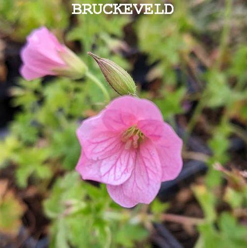 Geranium endressii 'Wargrave Pink'