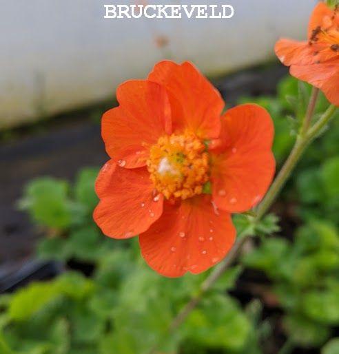 Geum 'Borisii'  (coccineum)