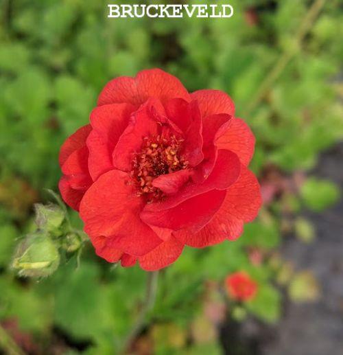 Geum 'Mrs Bradshaw' (chiloense)