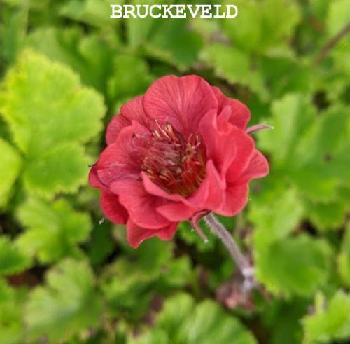 Geum 'Flames of Passion'