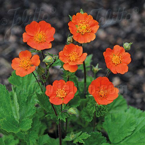 Geum 'Koi' (coccineum)