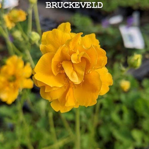 Geum  'Lady Stratheden' (chiloense)