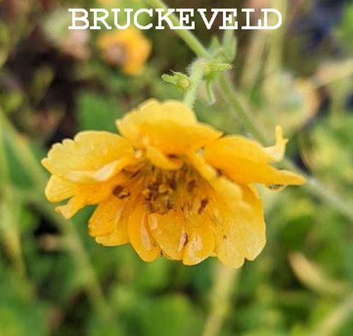 Geum  'Lady Stratheden' (chiloense)