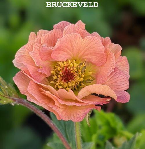 Geum 'Mai Tai' PBR (rivale)