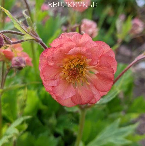 Geum 'Salmon Delight'