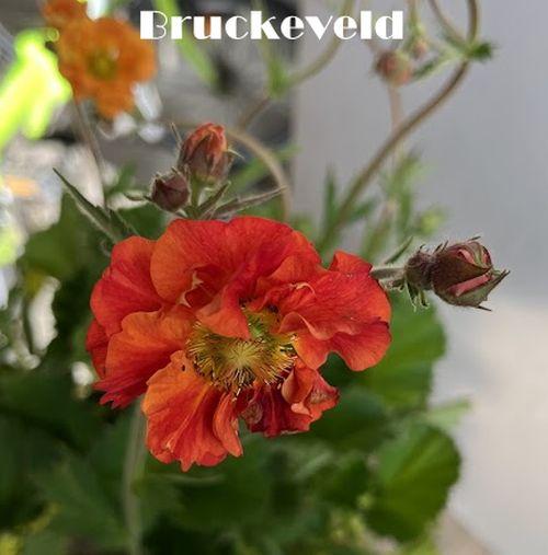 Geum 'Scarlet Tempest' PBR