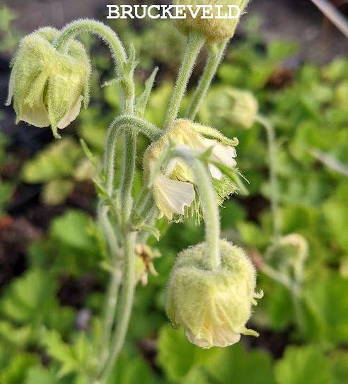 Geum 'Snowflakes' (rivale)
