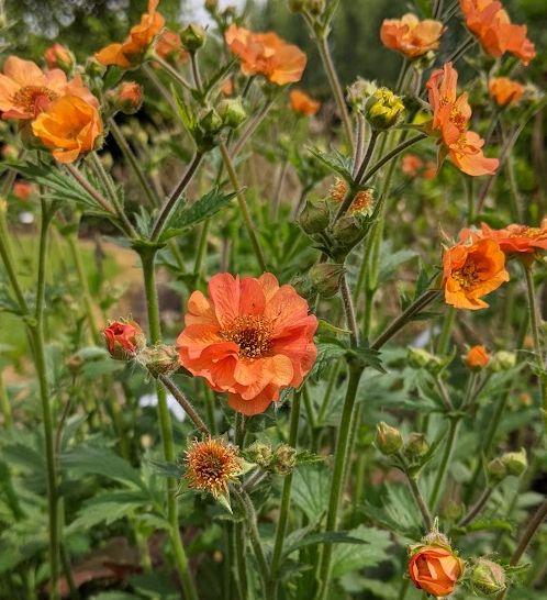 Geum 'Totally Tangerine' PBR