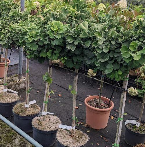 Ginkgo bil. 'Marieken'