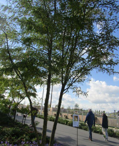 Gleditsia triacanthos 'Sunburst'