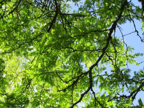 Gleditsia triacanthos 'Sunburst'