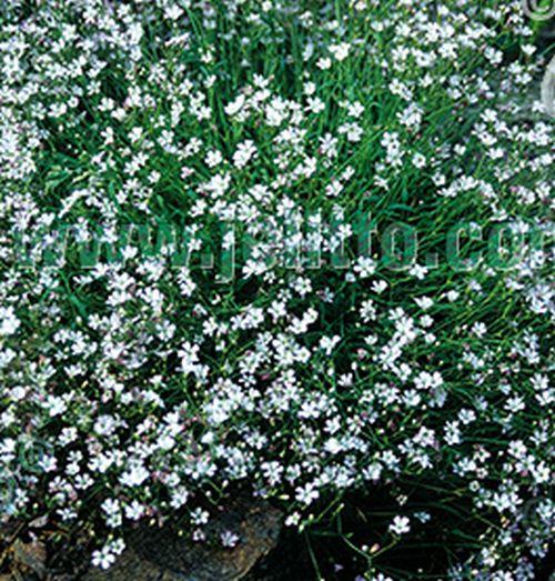 Gypsophila repens 'Alba' (Filou Weiss)