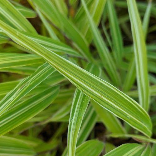 Hakonechloa macra 'Albostriata'