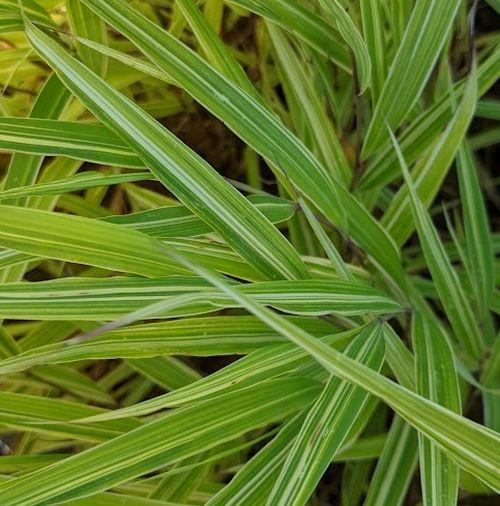 Hakonechloa macra 'Albostriata'