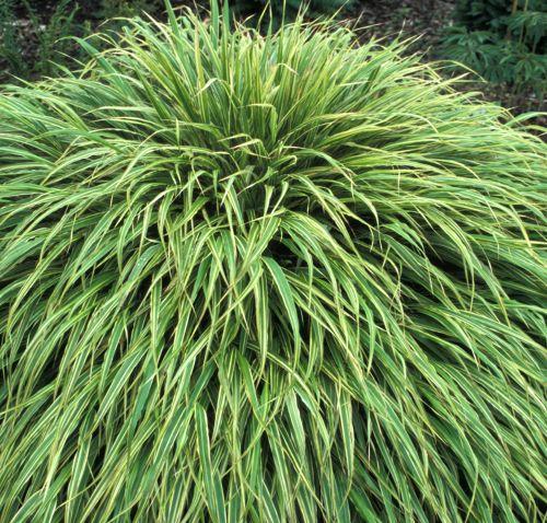 Hakonechloa macra 'Albostriata'