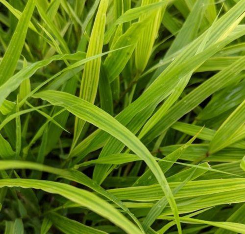 Hakonechloa macra 'Beni-Kaze'