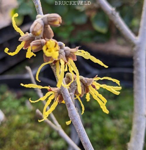 Hamamelis int. 'Arnold Promise'