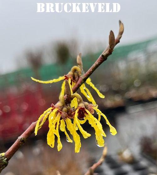 Hamamelis int. 'Arnold Promise'