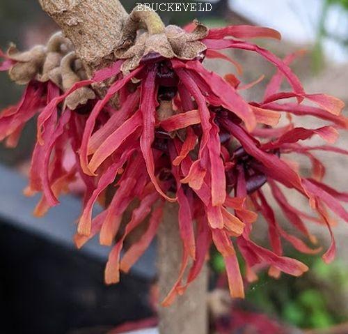 Hamamelis int. 'Diane'