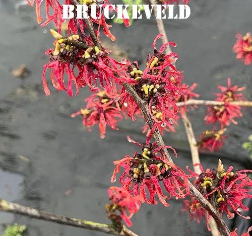 Hamamelis int. 'Diane'