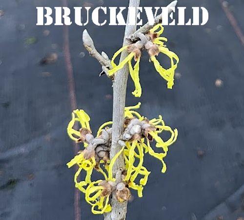 Hamamelis int. 'Pallida'