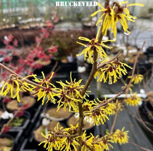 Hamamelis int. 'Pallida'