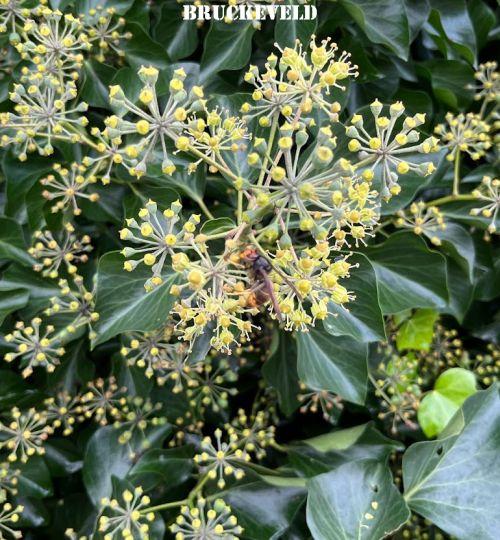 Hedera helix 'Arborescens