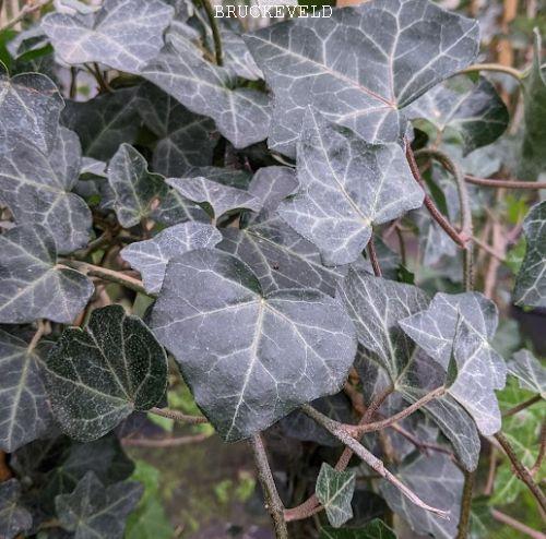 Hedera hibernica