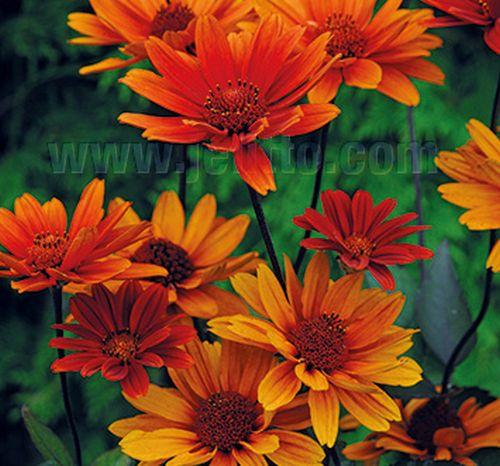 Heliopsis helianthoides scabra 'Bleeding Heart'