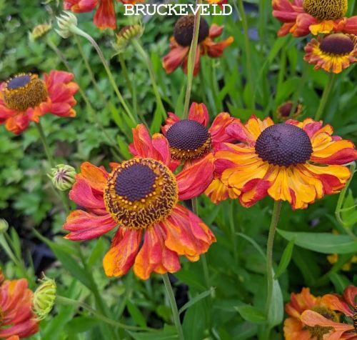Helenium 'Christine'
