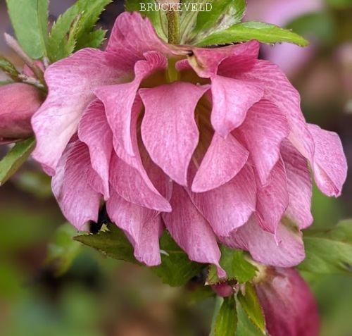 Helleborus ori.  'Double'